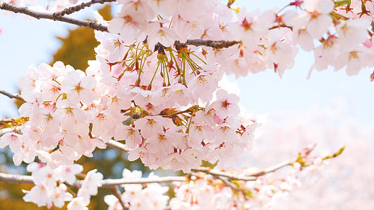4K风中盛开的樱花视频的预览图