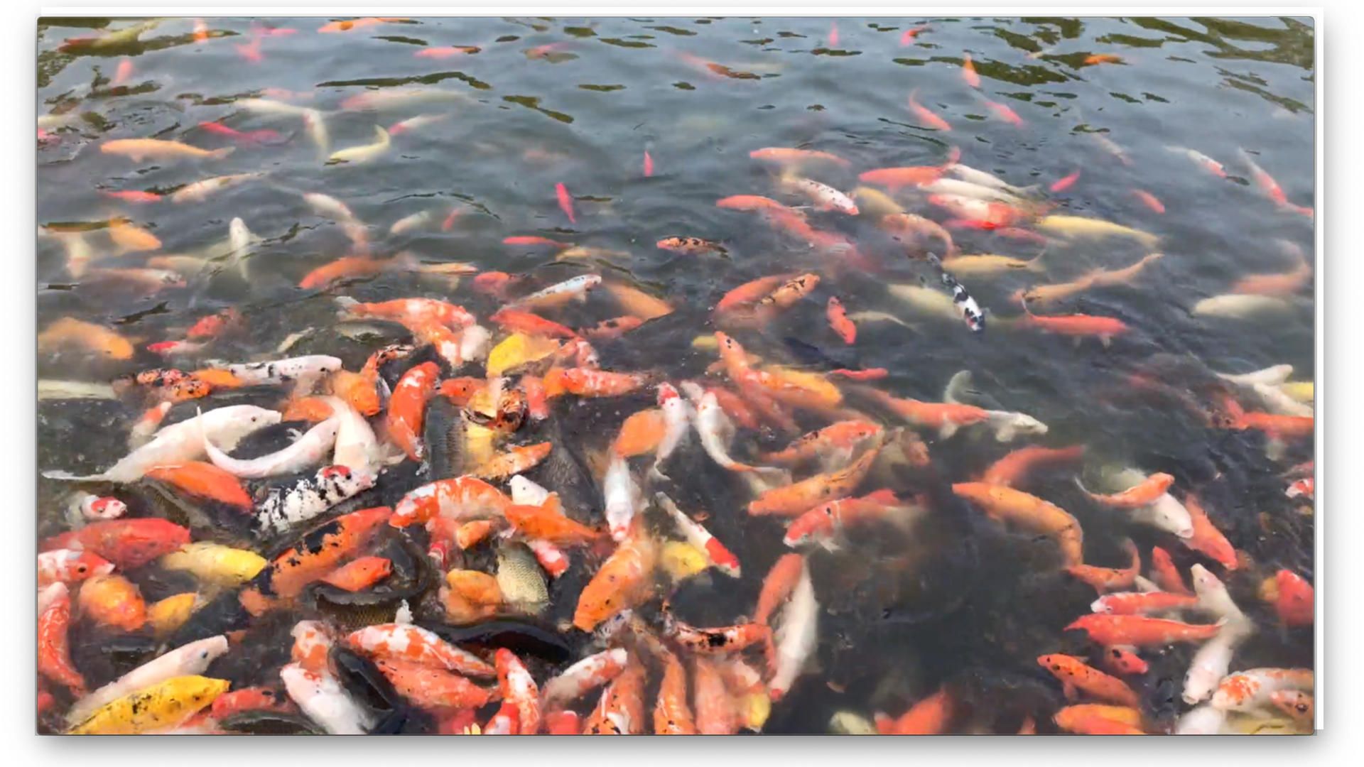 公园锦鲤鱼群视频的预览图