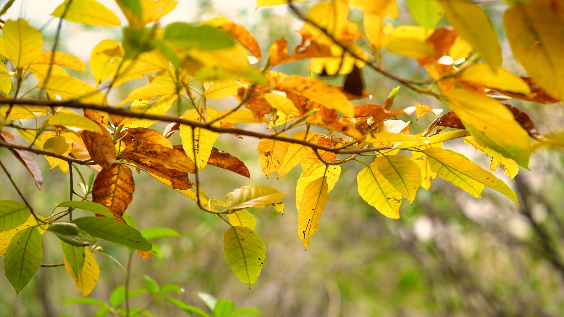 4k拍摄秋天的意境和美丽的空镜头视频的预览图