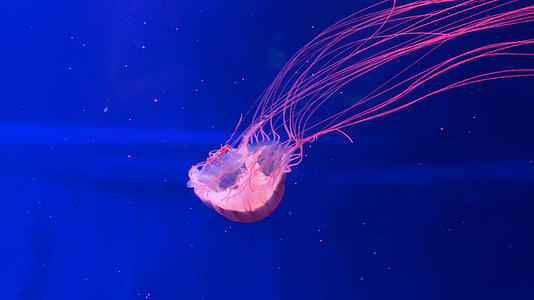 水母海底世界视频的预览图