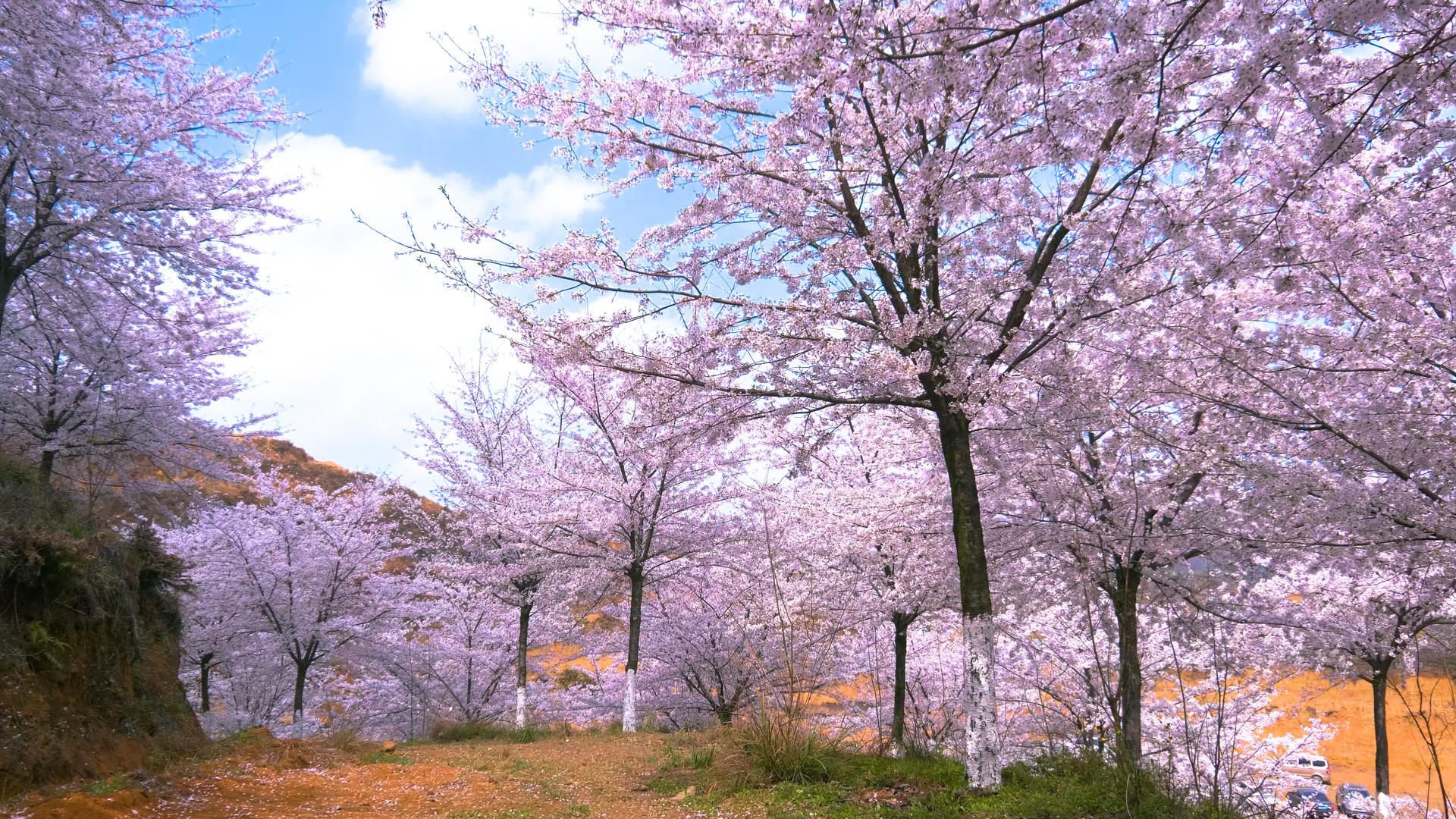 4k实拍贵州安顺黄蜡樱花园素材视频的预览图