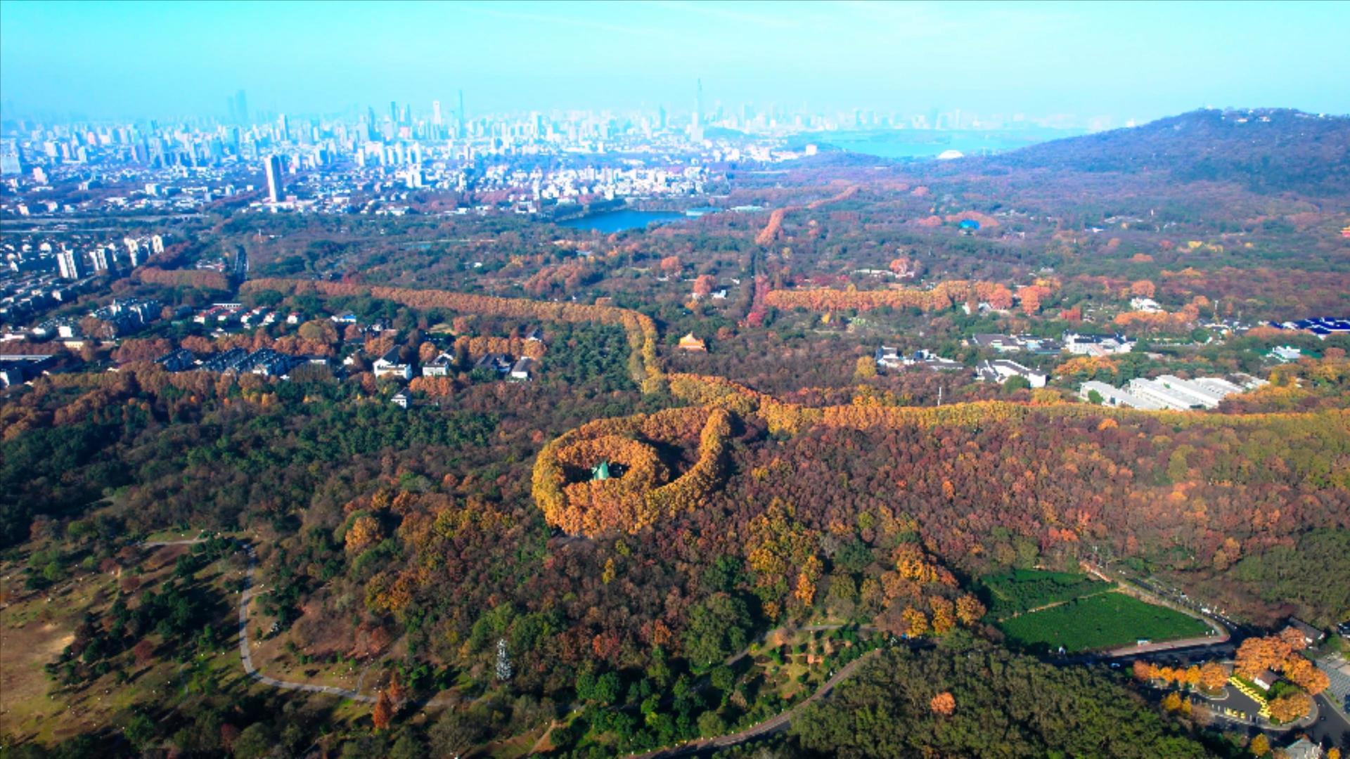 4K航拍秋天风景南京中山陵美龄宫视频的预览图