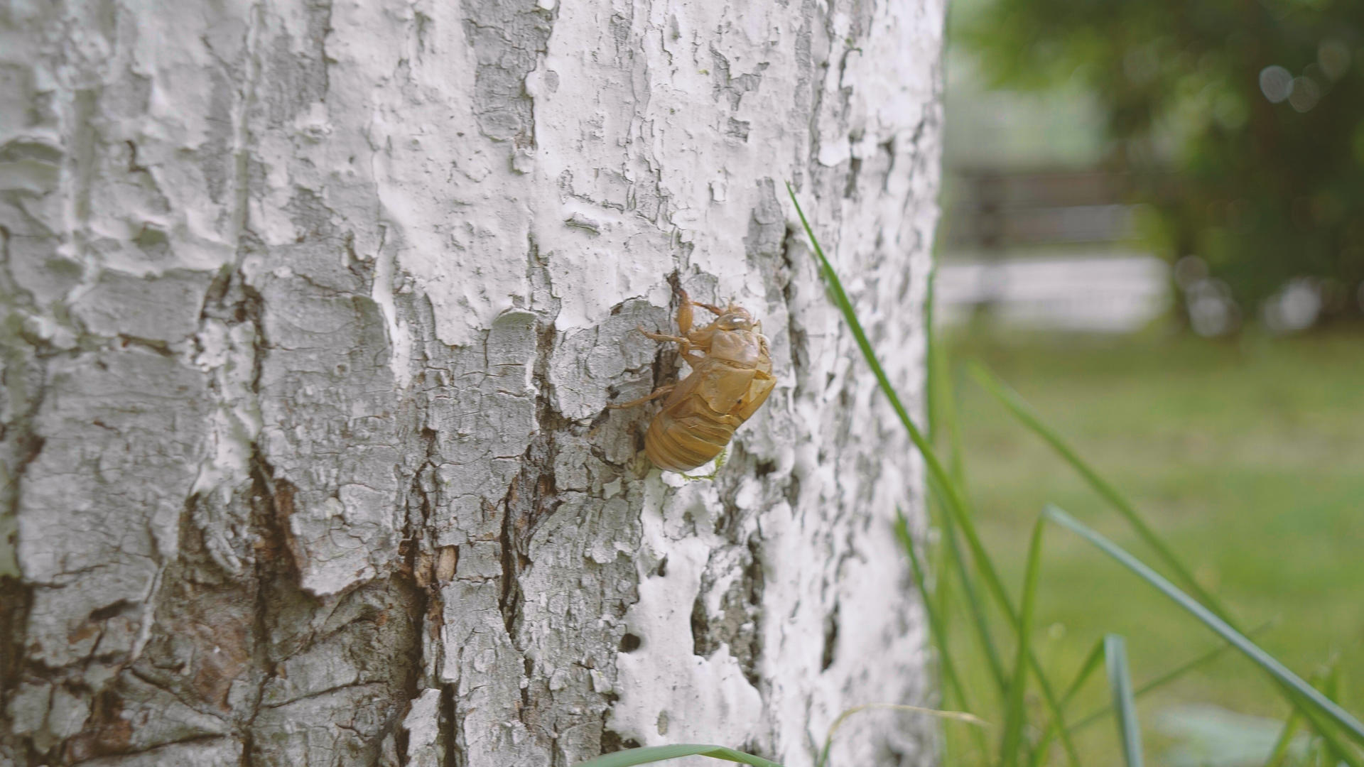 4k夏天树上的金蝉壳视频的预览图