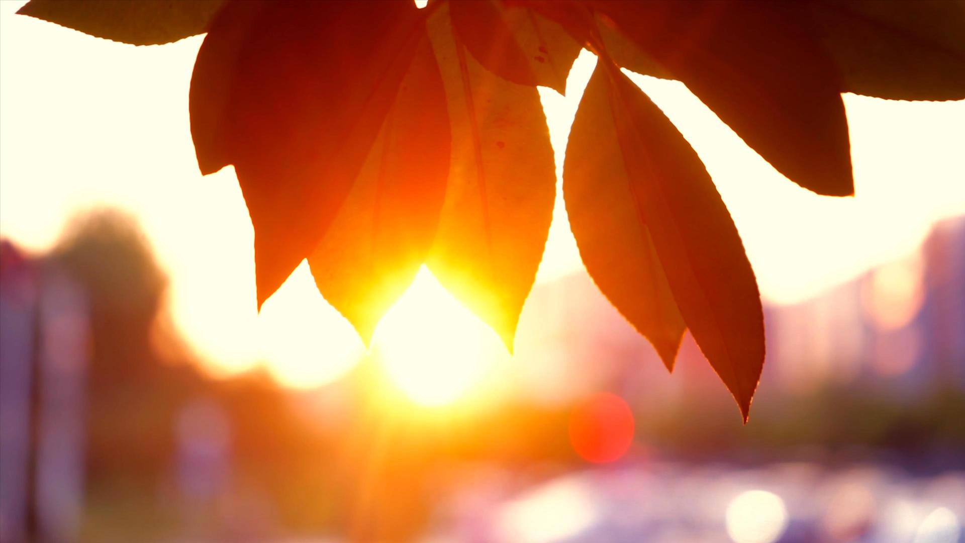 4K实拍自然风景傍晚夕阳透过植物剪影唯美空镜视频的预览图