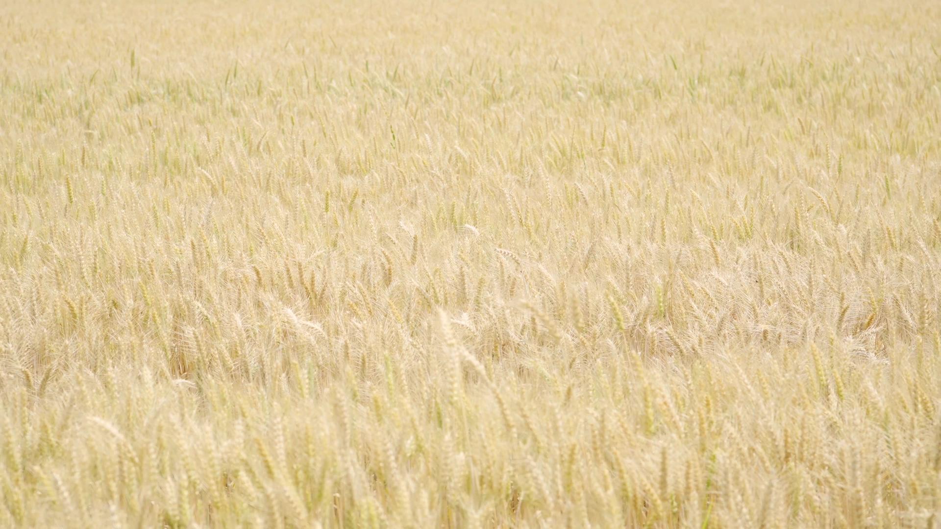 麦子麦田麦穗麦子成熟4K实拍视频的预览图