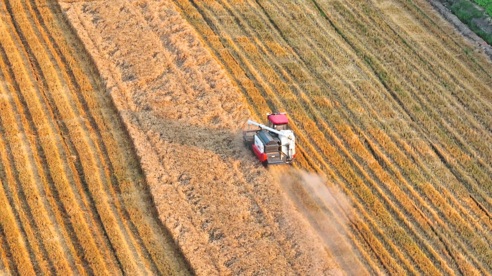 4K航拍农业丰收机械收割麦子视频的预览图