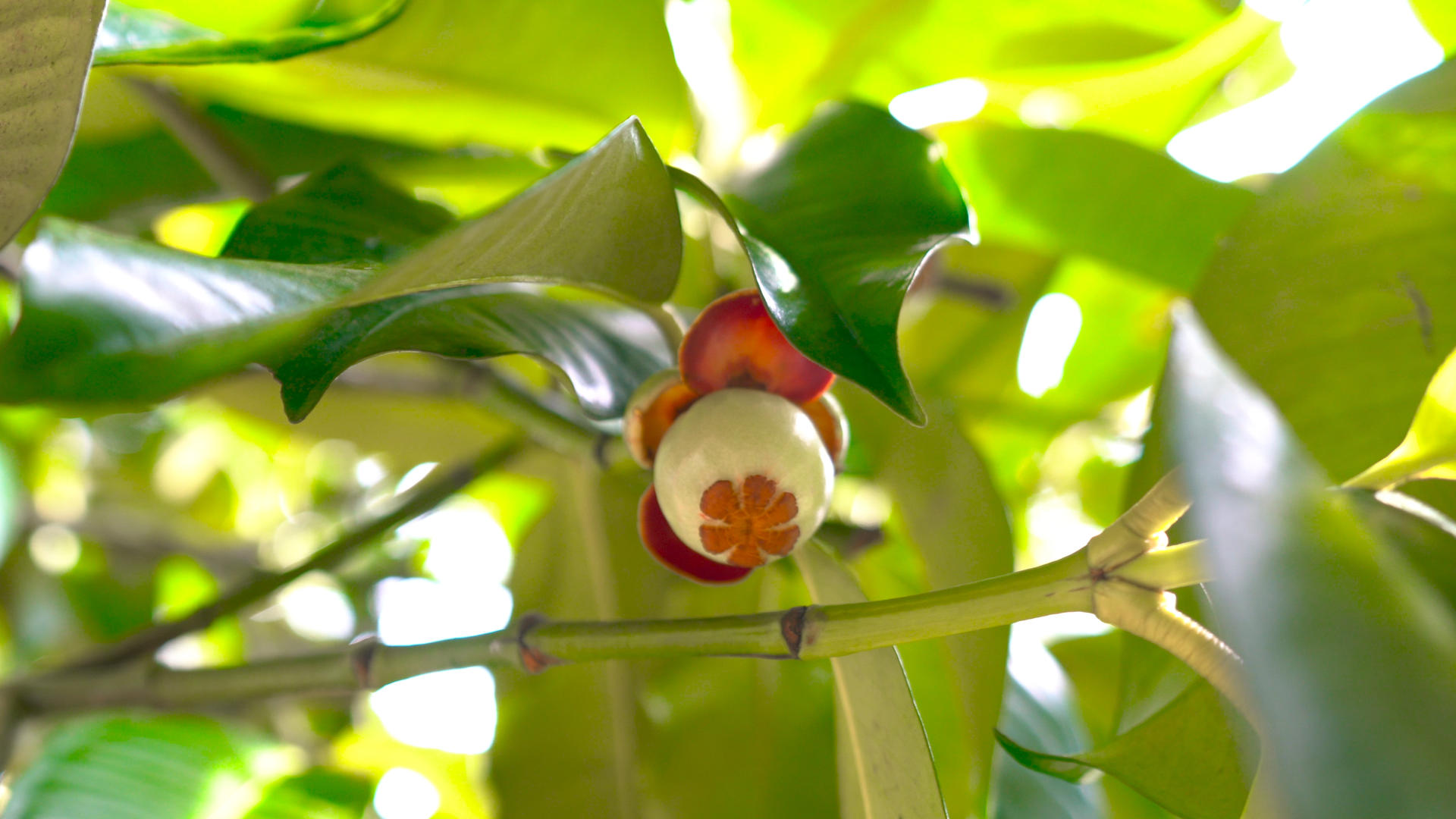 泰国山竹幼果水果合集4K视频的预览图