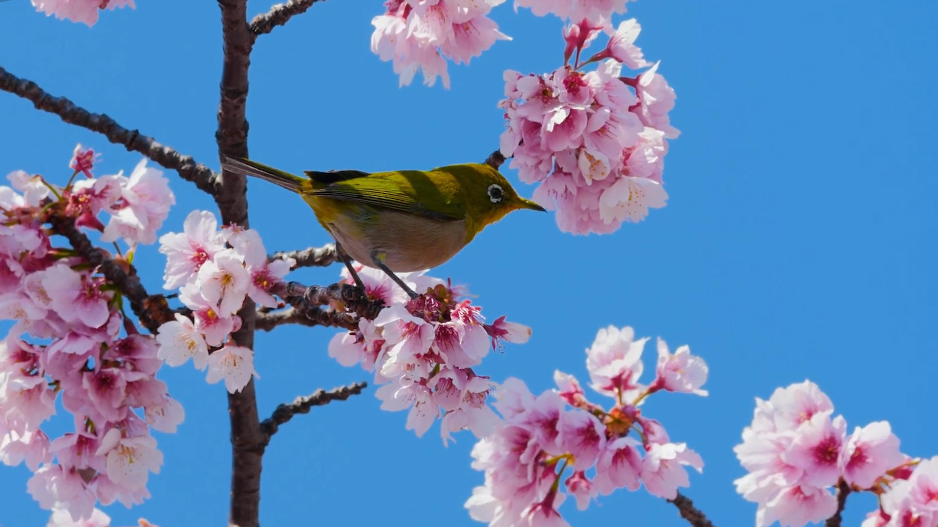 春暖花开树枝上的黄鹂鸟视频的预览图