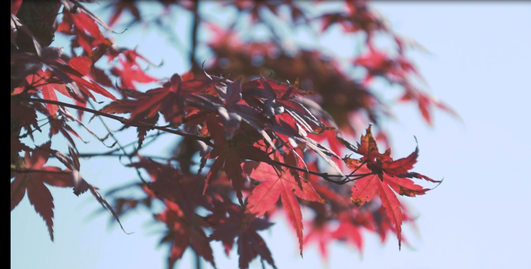 枫叶秋天高清摄影视频视频的预览图