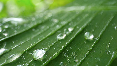1080p绿色树叶水珠雨露唯美实拍的预览图