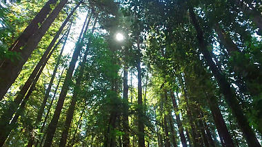 4k绿色森林树林阳光照射视频视频的预览图