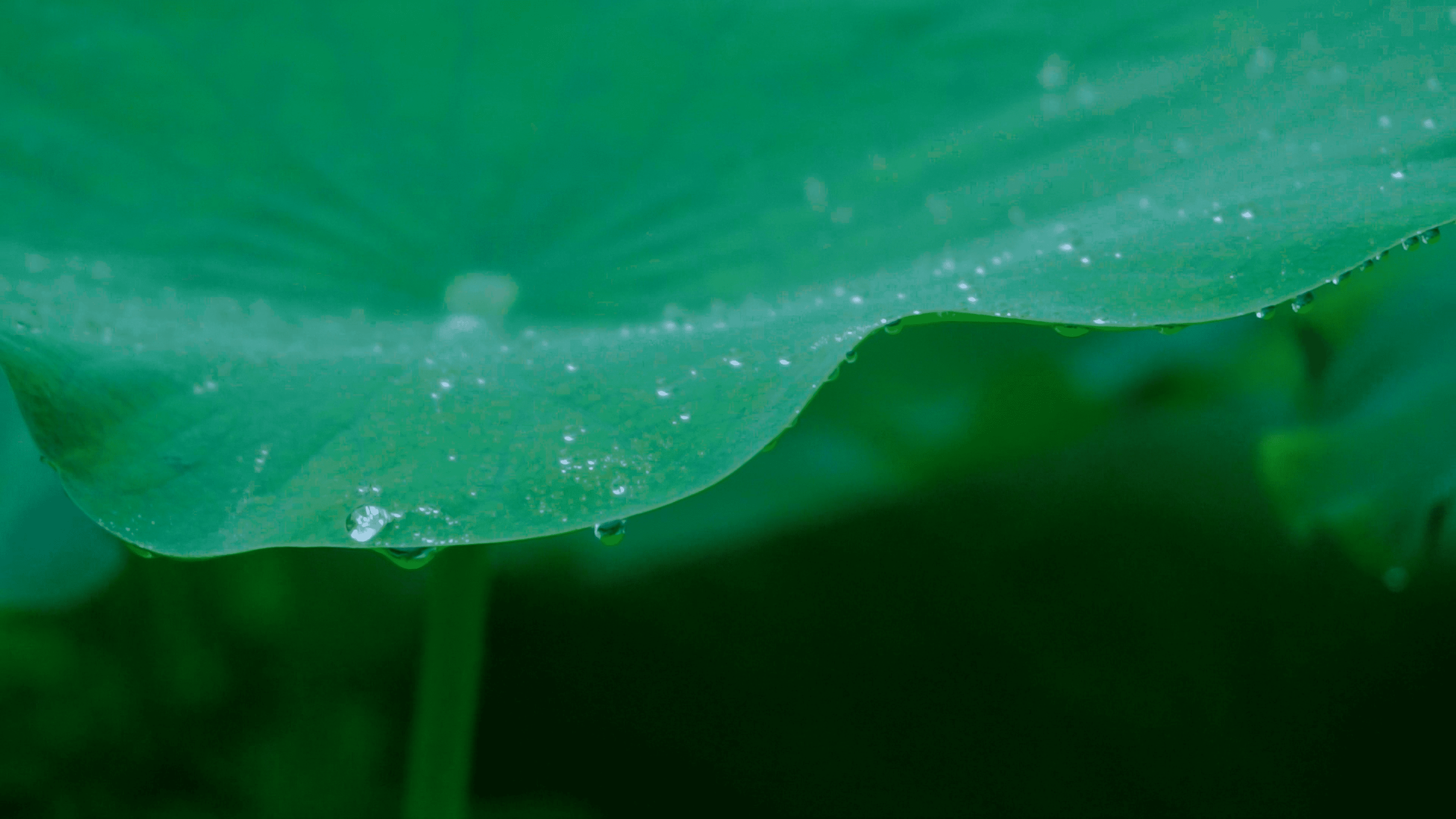 荷叶边缘水珠清澈透明欲下滴视频的预览图