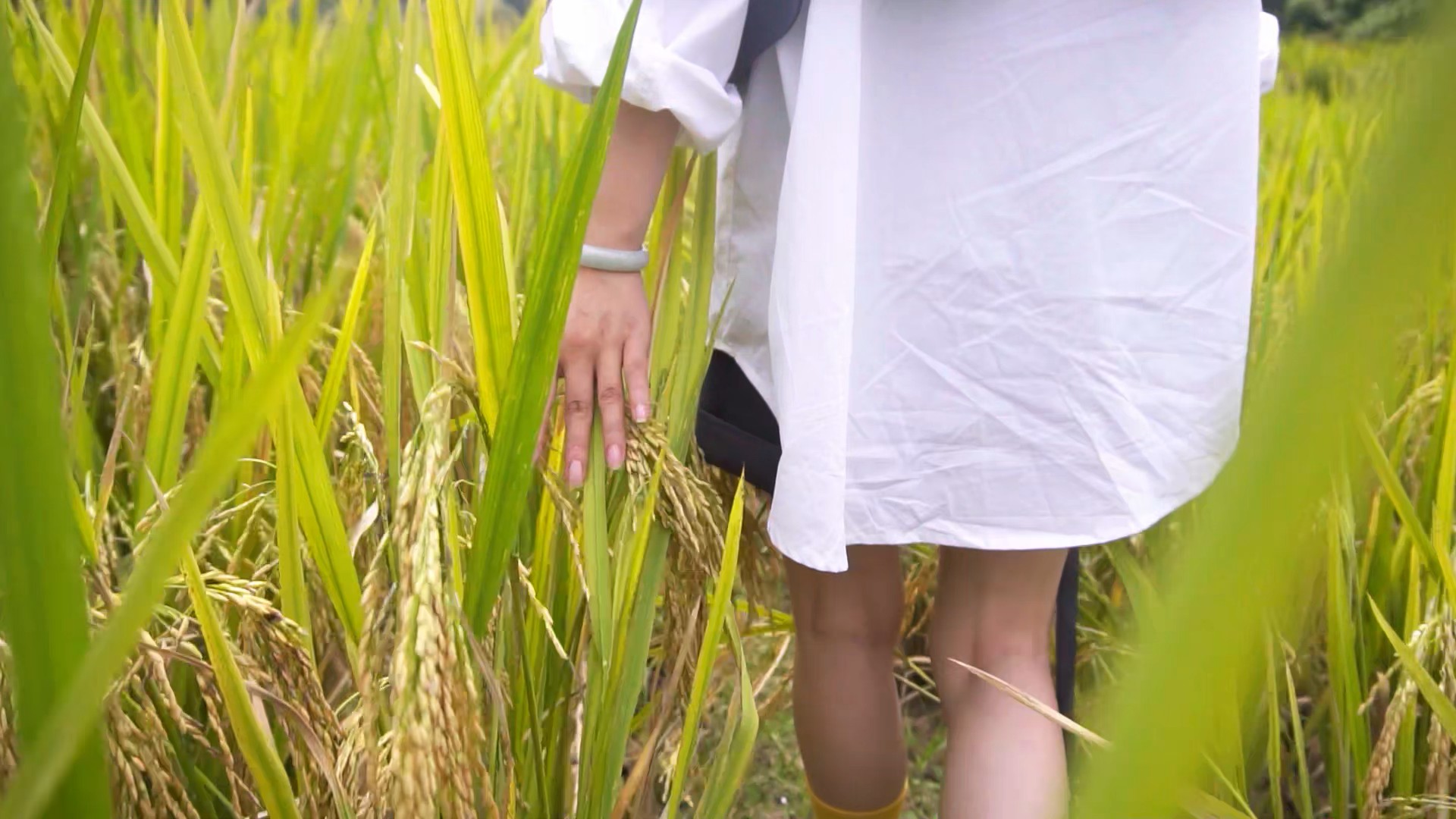 1080P升格实拍美女在稻田行走手扶稻谷背影视频视频的预览图