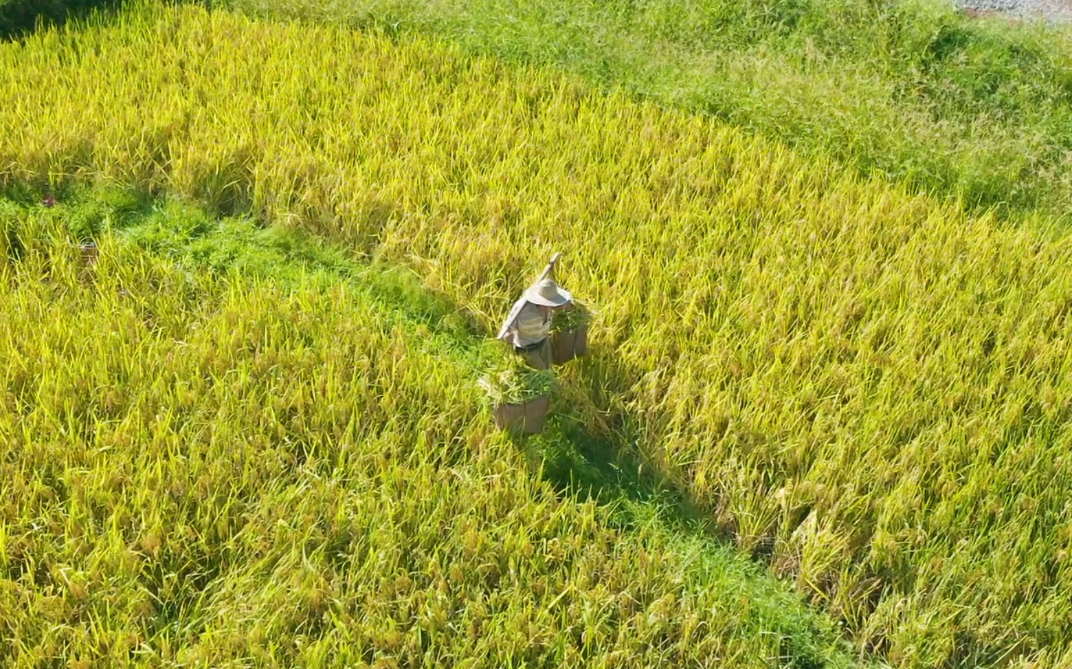 1080P航拍秋收水稻农民伯伯挑回家视频的预览图