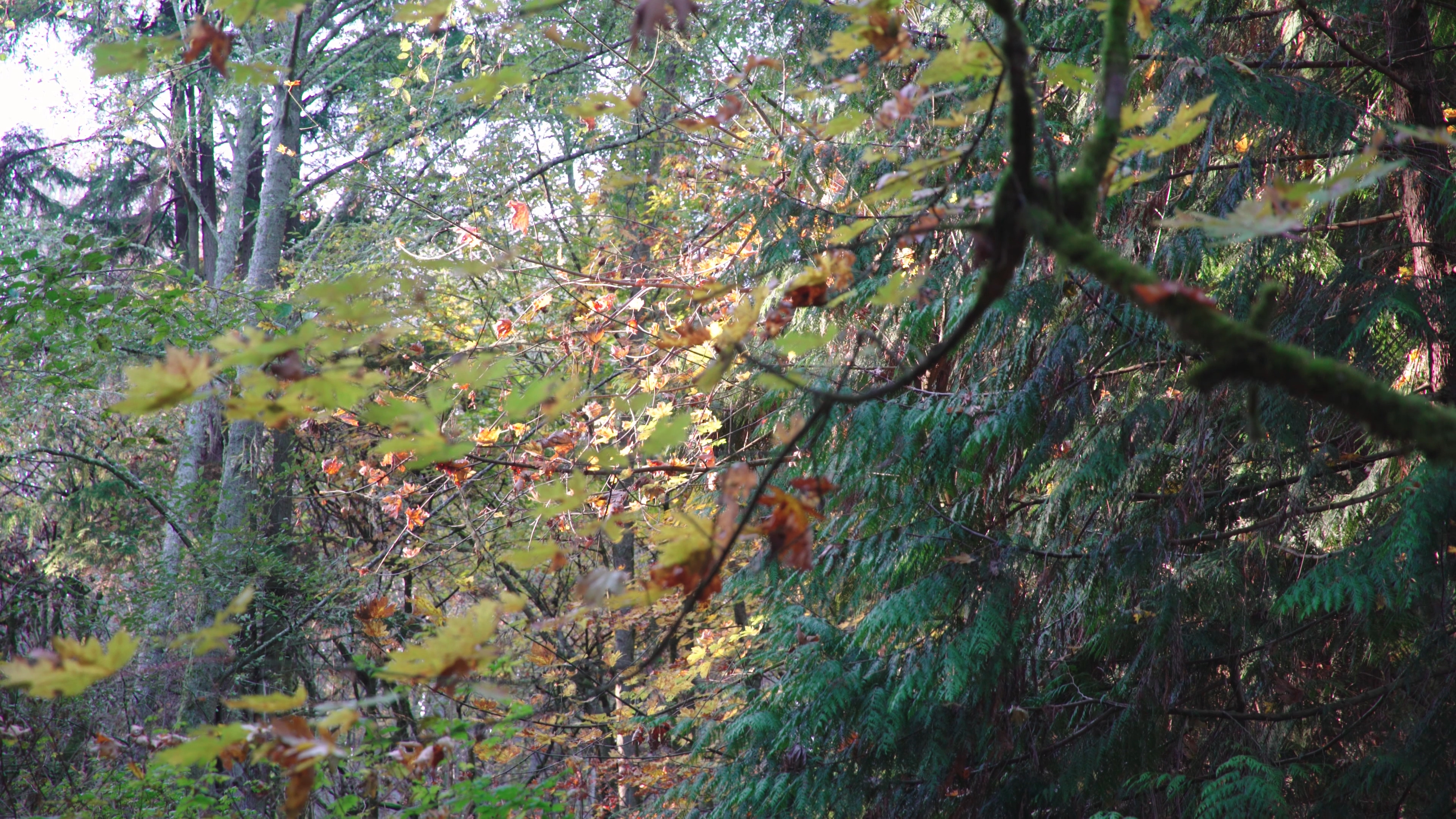 4K实拍秋季森林中的植物视频的预览图