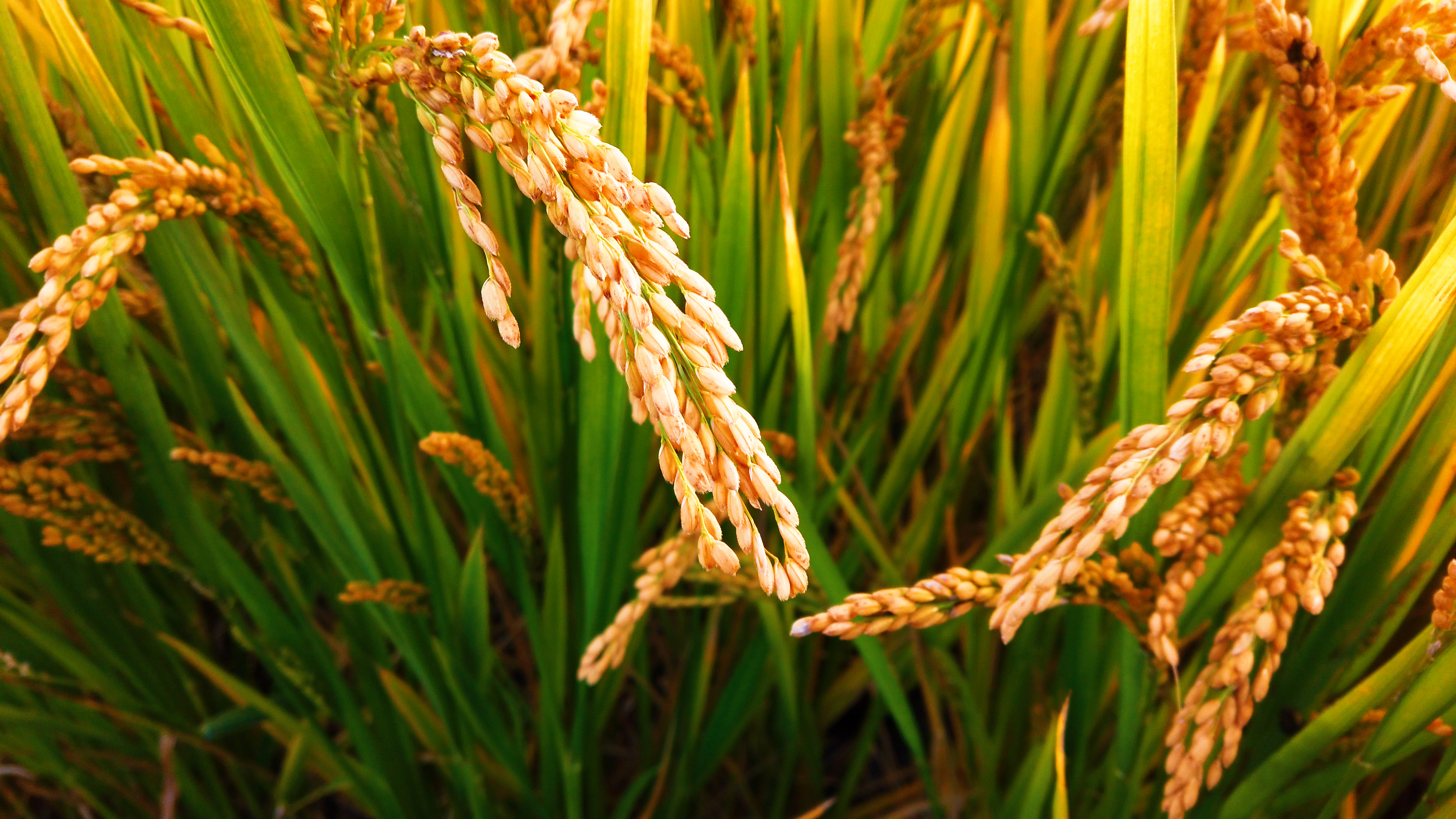 4k秋天成熟的金色水稻麦穗实拍视频视频的预览图