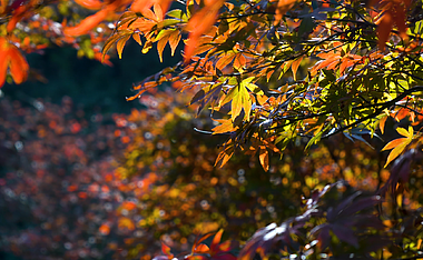 4K唯美秋天阳光下的枫叶空镜头视频的预览图