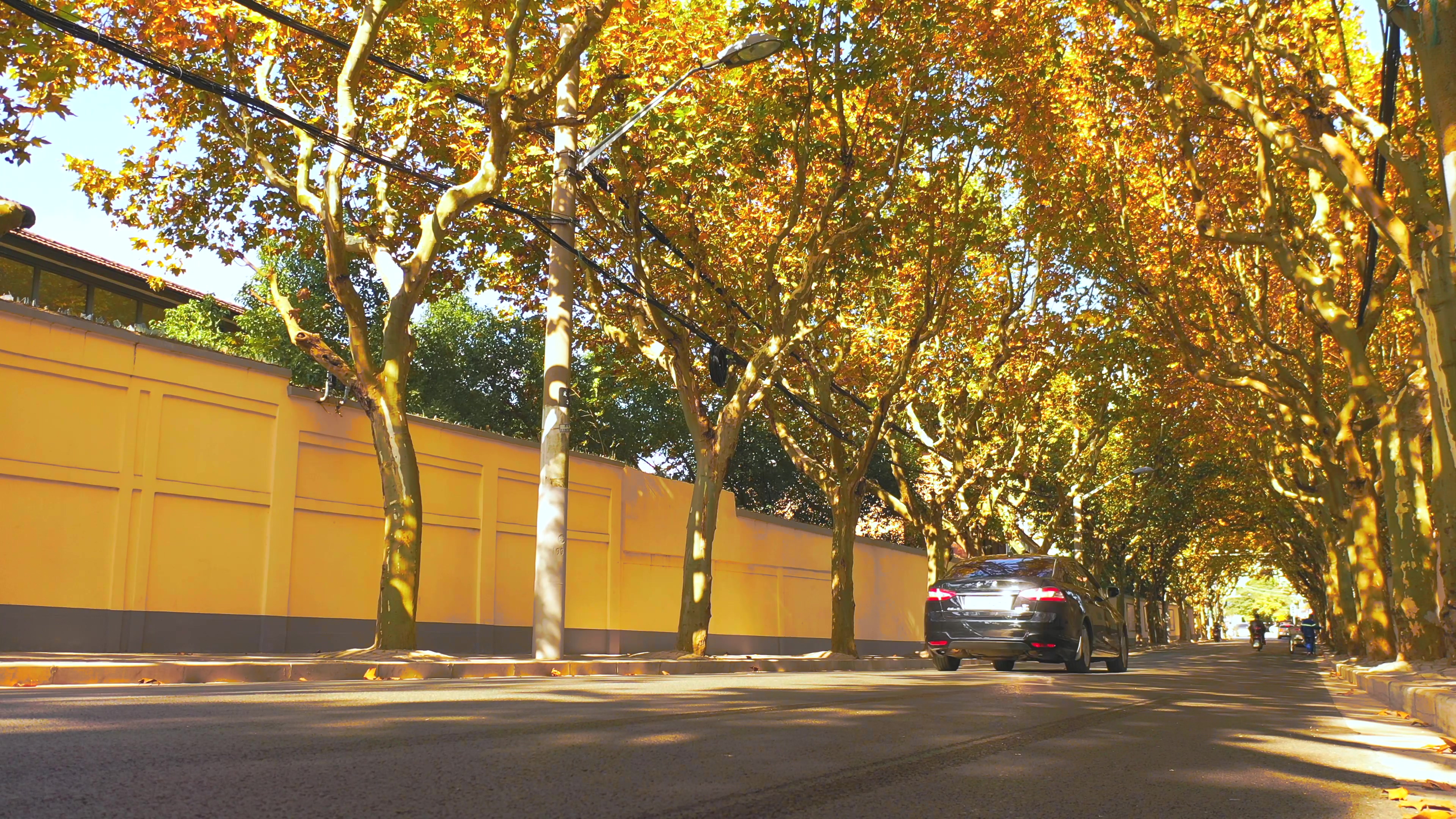 4K实拍阳光下秋天梧桐树下的街道视频素材视频的预览图