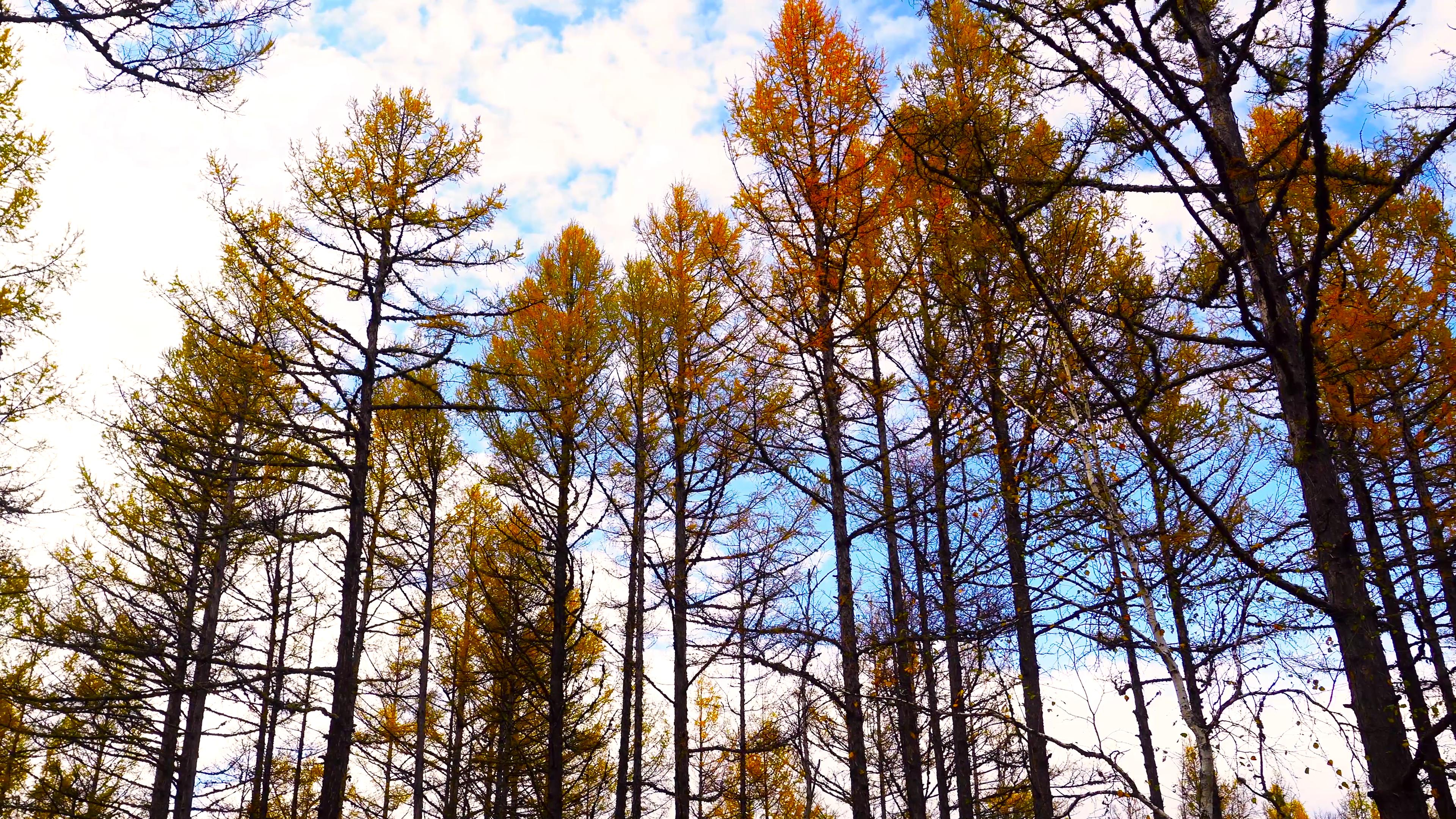 4k深秋金色秋景白桦林自然风景空镜视频的预览图