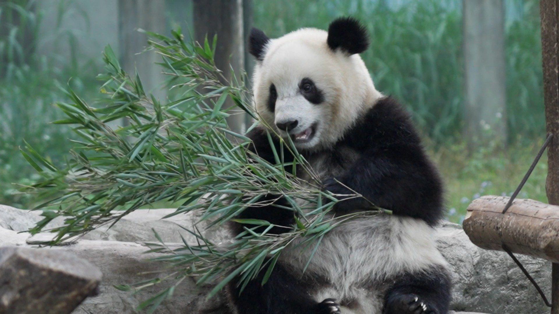 1080熊猫吃竹子实拍视频的预览图