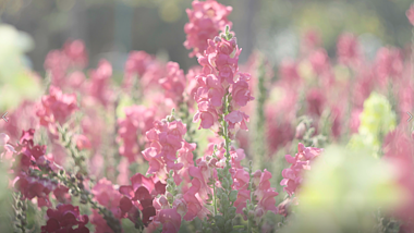 4k唯美逆光春天阳光下的粉色鲜花丛风景视频的预览图