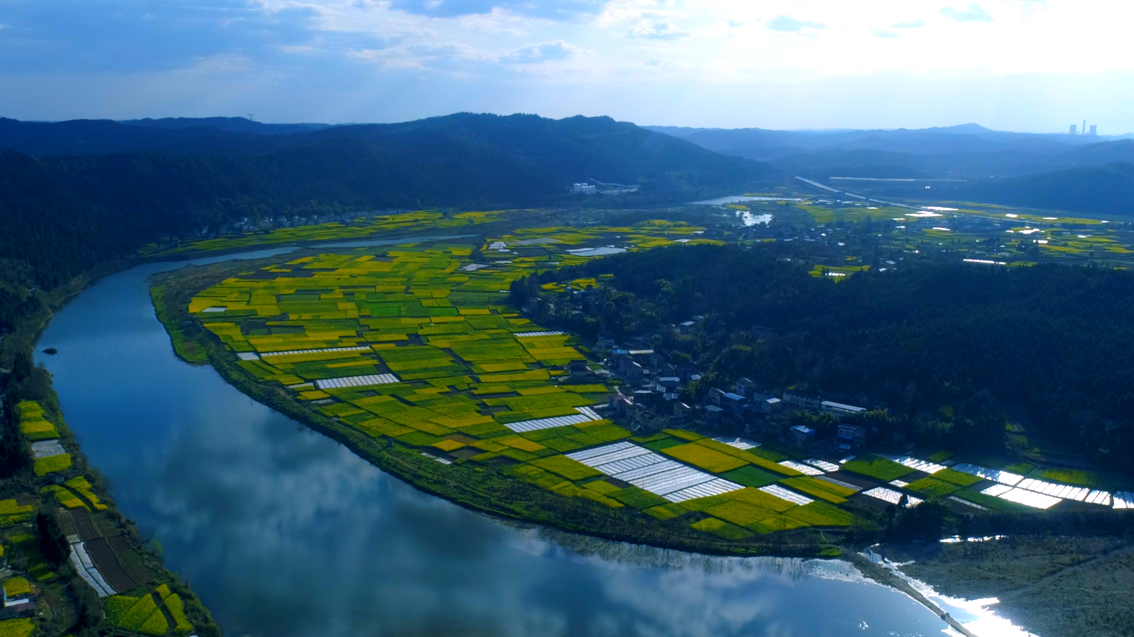 4k航拍乡村农田金黄油菜花自然景色视频的预览图