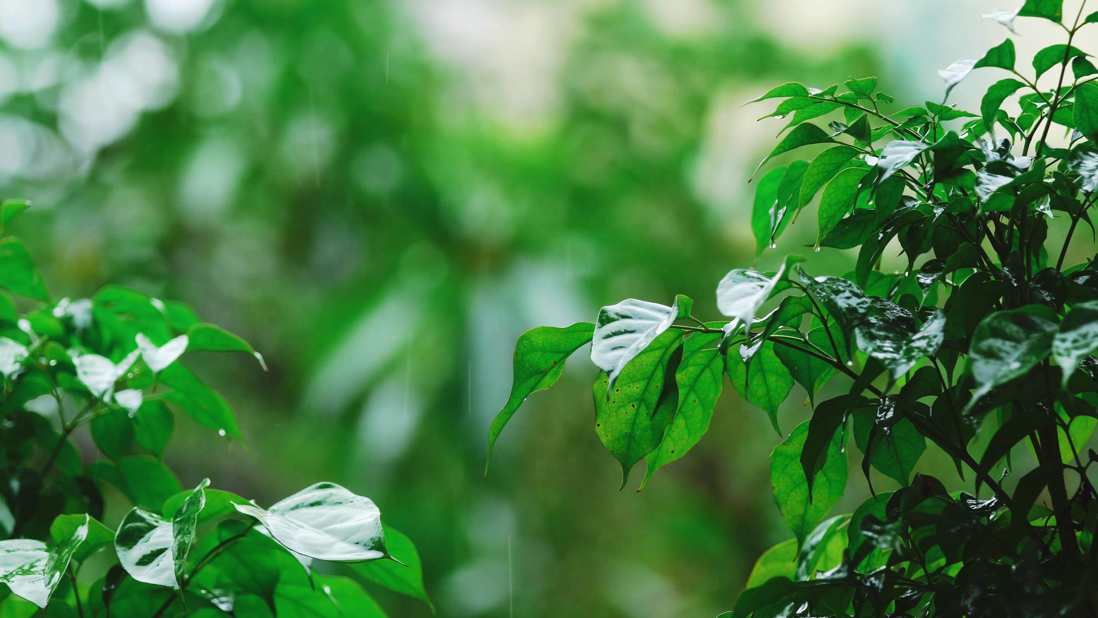 4k春天雨季中湿润的树叶下雨唯美意境视频视频的预览图