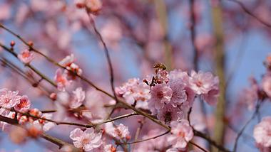 4k春天盛开的樱花桃花花朵上蜜蜂采蜜意境风景空镜实拍视频的预览图
