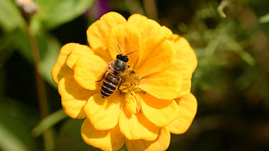 1080春天小蜜蜂采蜜在花中采蜜唯美风景空镜视频的预览图