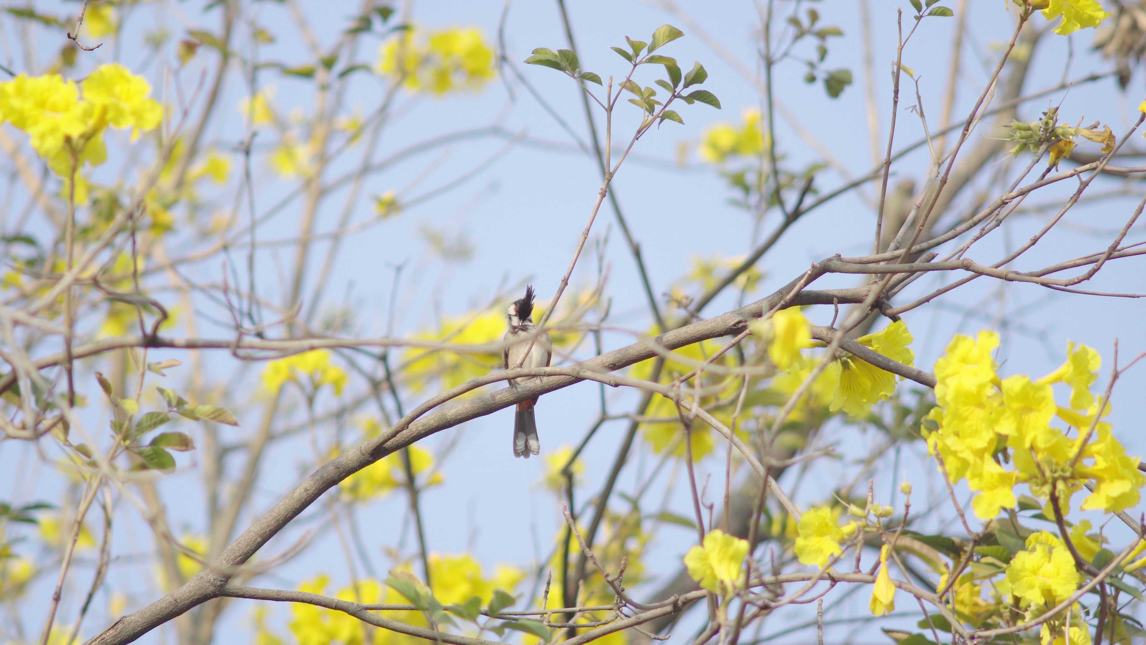 4k春天花树上欢乐觅食的美丽小鸟视频的预览图