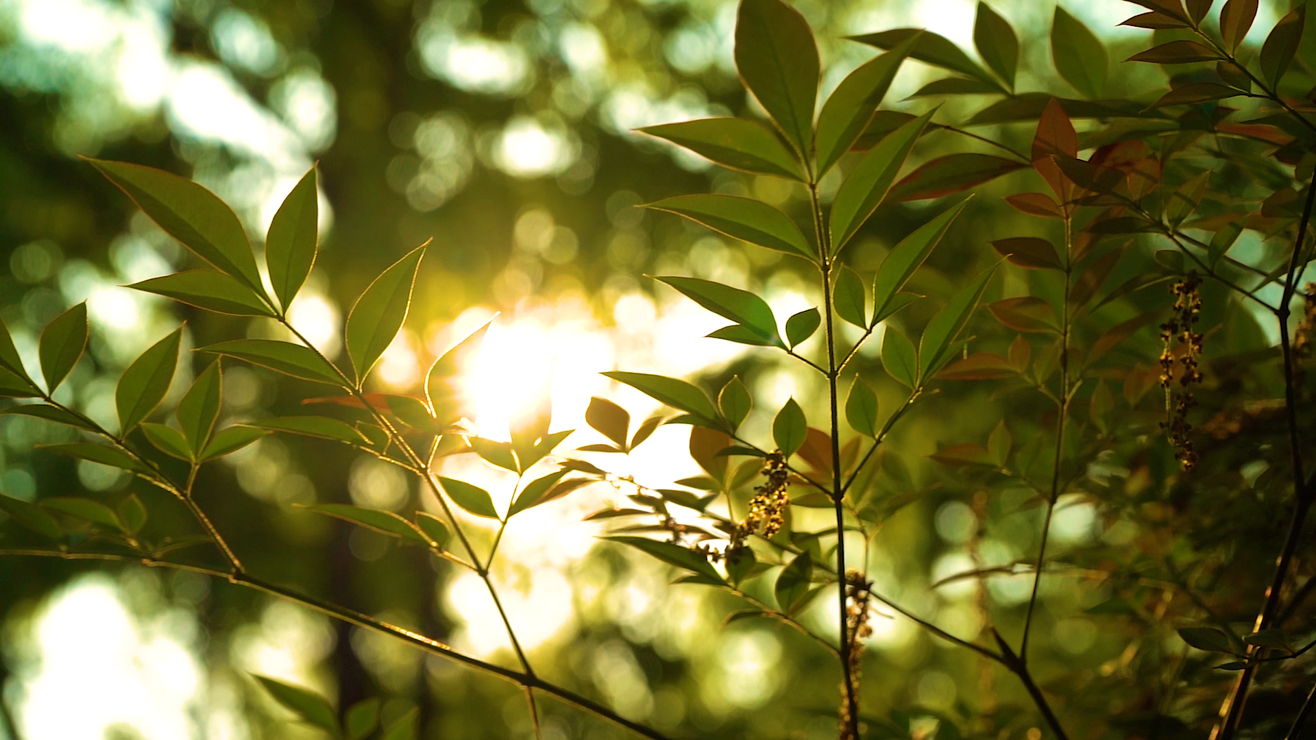 1080p唯美春日阳光透过绿树植物春天视频的预览图