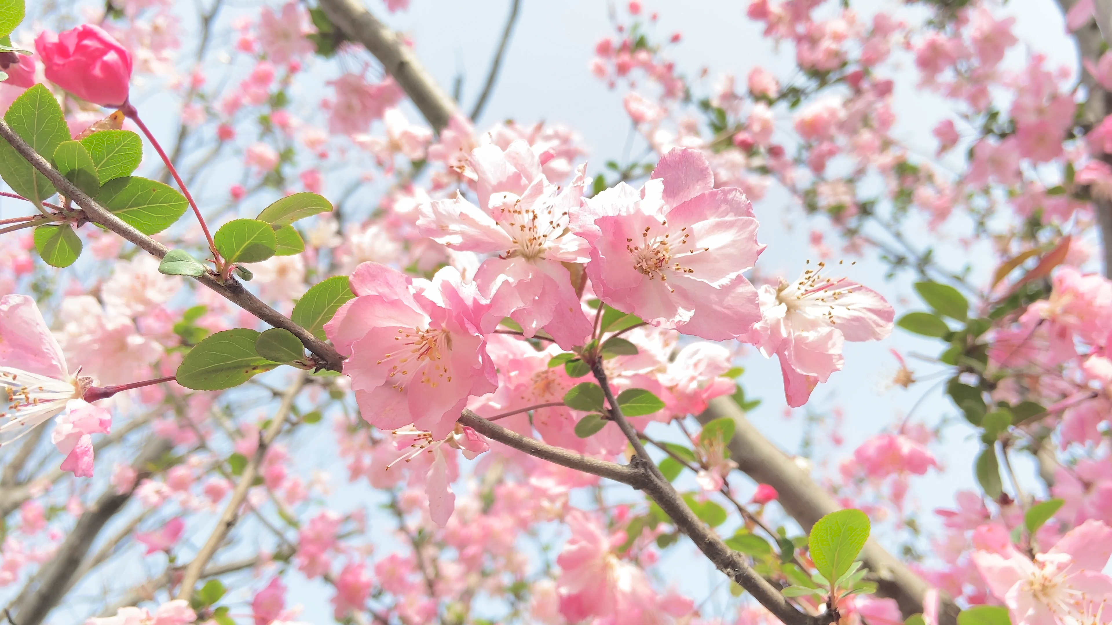 4K实拍春天娇艳盛开的樱花特写风景视频视频的预览图