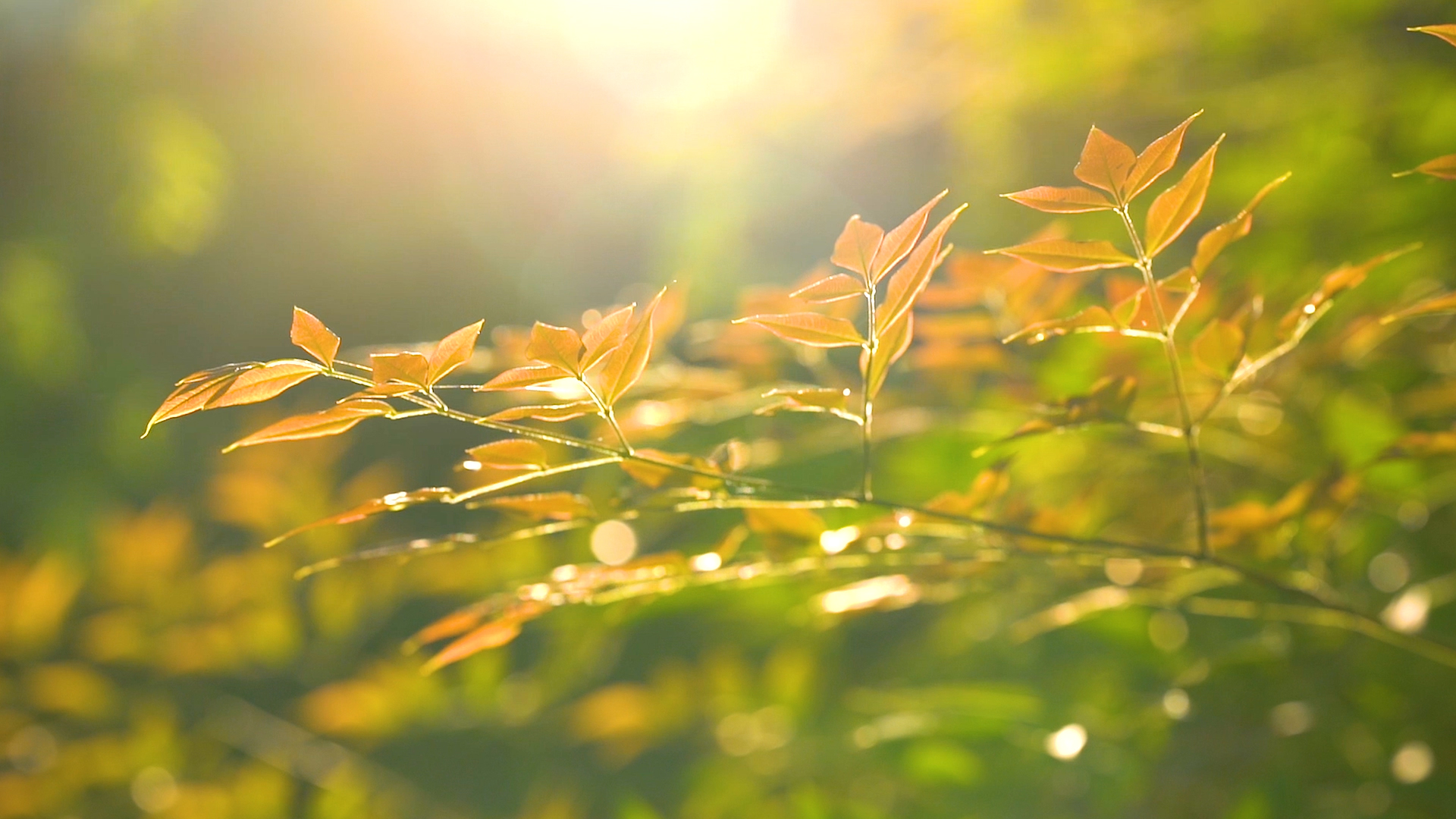 4K实拍唯美夏天植物透过阳光意境空镜视频的预览图