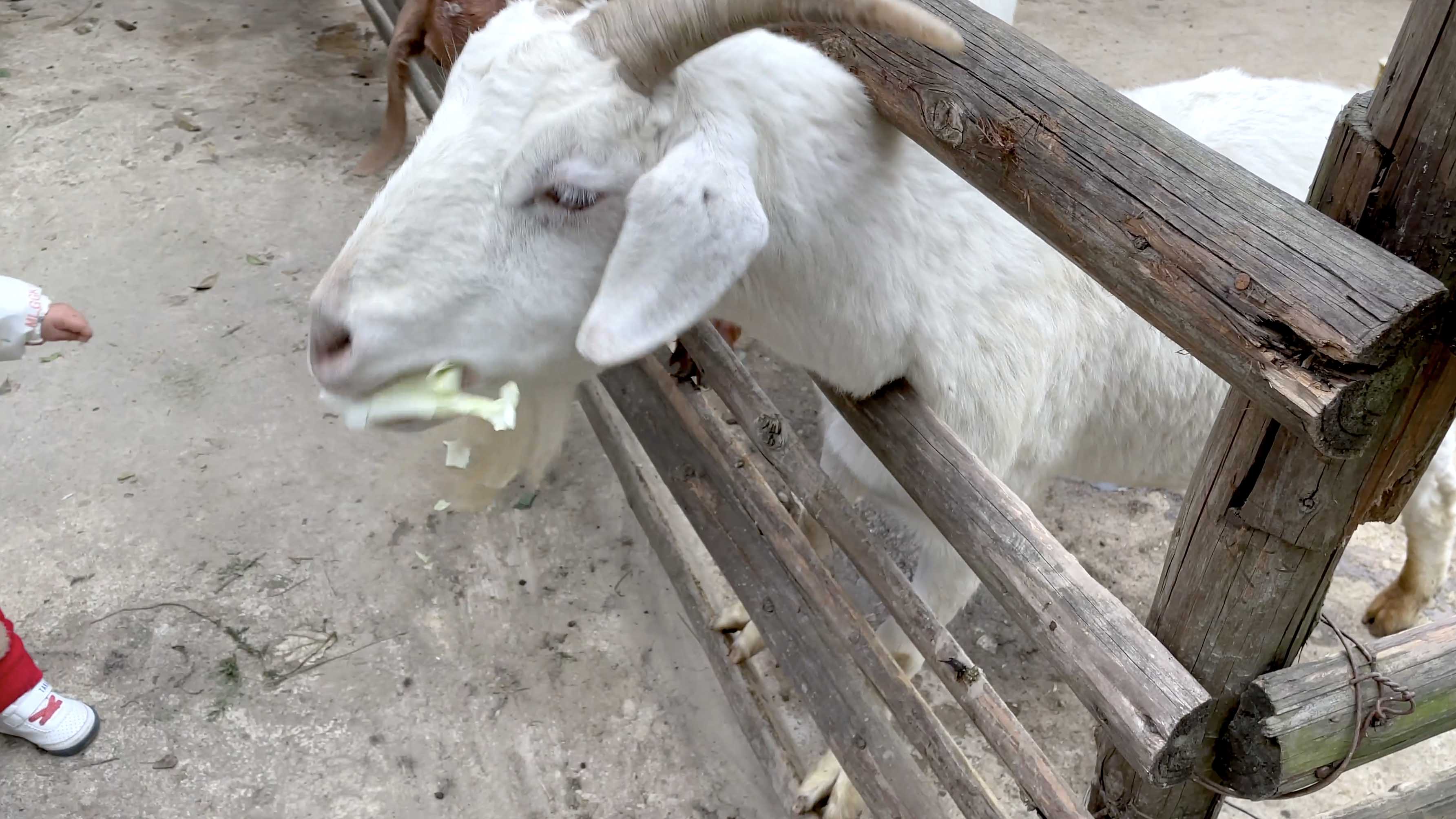 4k喂山羊吃菜叶蔬菜动物家畜实拍农业视频视频的预览图