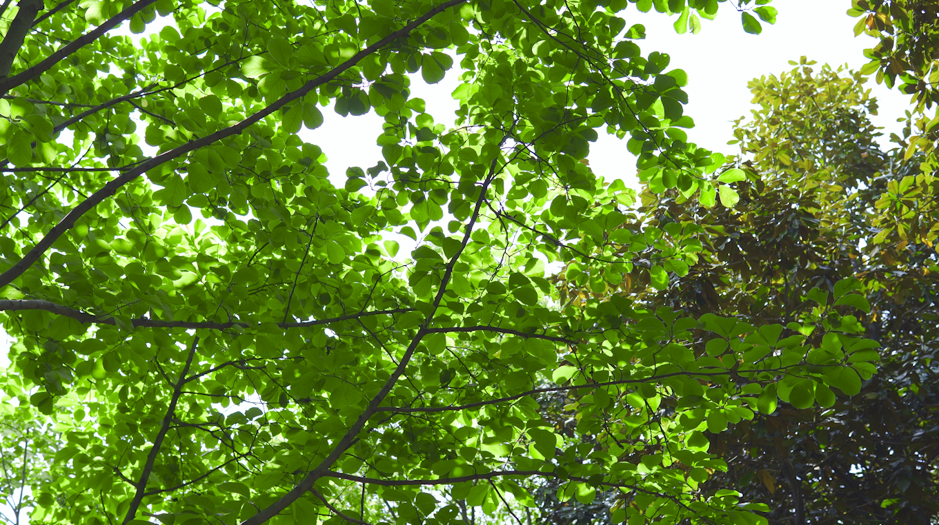 4k夏天阳光穿过绿色树叶自然风景空镜视频视频的预览图