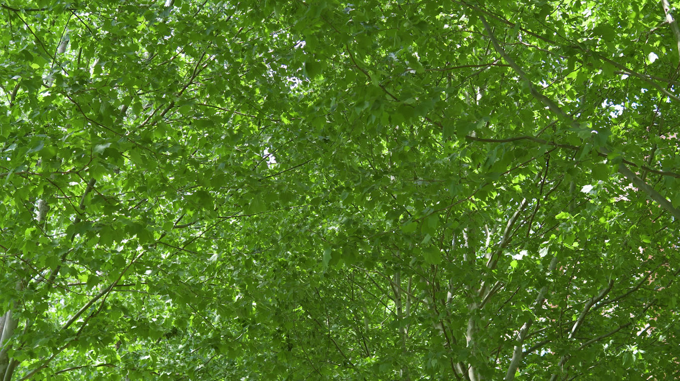 4k夏天绿色梧桐树林荫小道光影树影风景空镜视频的预览图