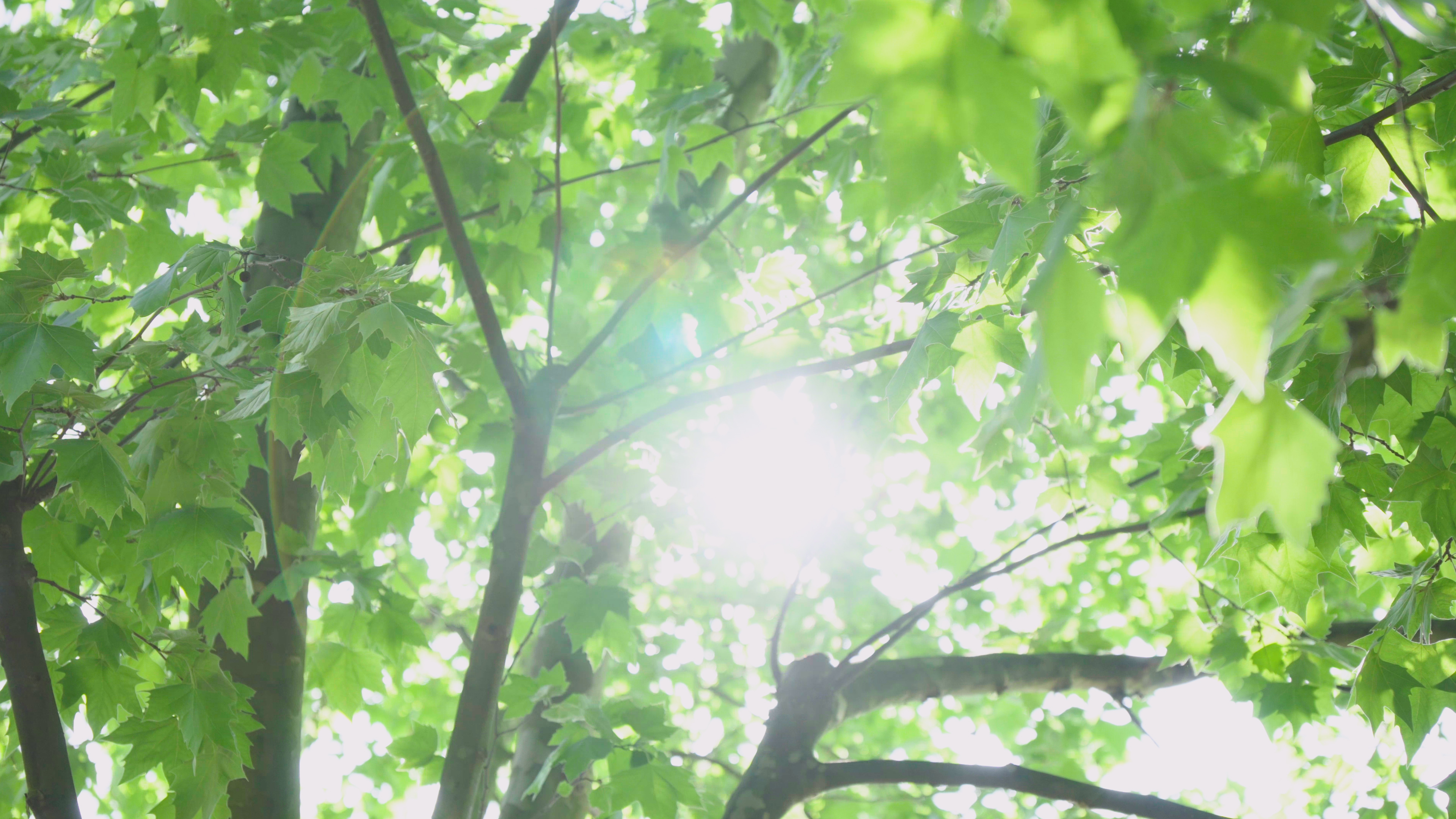 4K实拍夏日夏天阳光透过树叶光影意境空镜视频视频的预览图