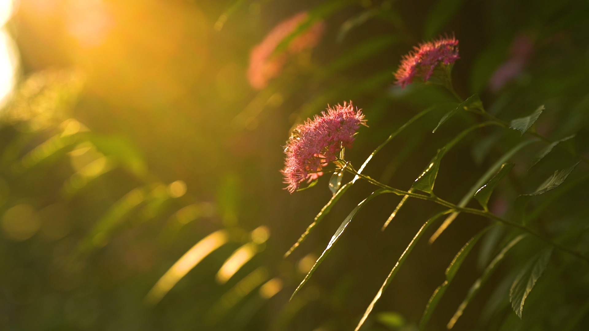 4K唯美夏天阳光透过粉色鲜花植物光影意境空镜视频视频的预览图