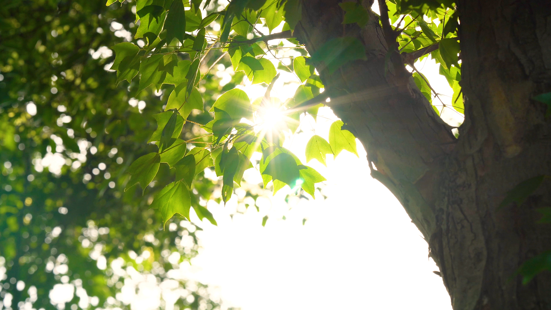 4K实拍唯美夏日夏天阳光透过植物意境空镜头视频的预览图
