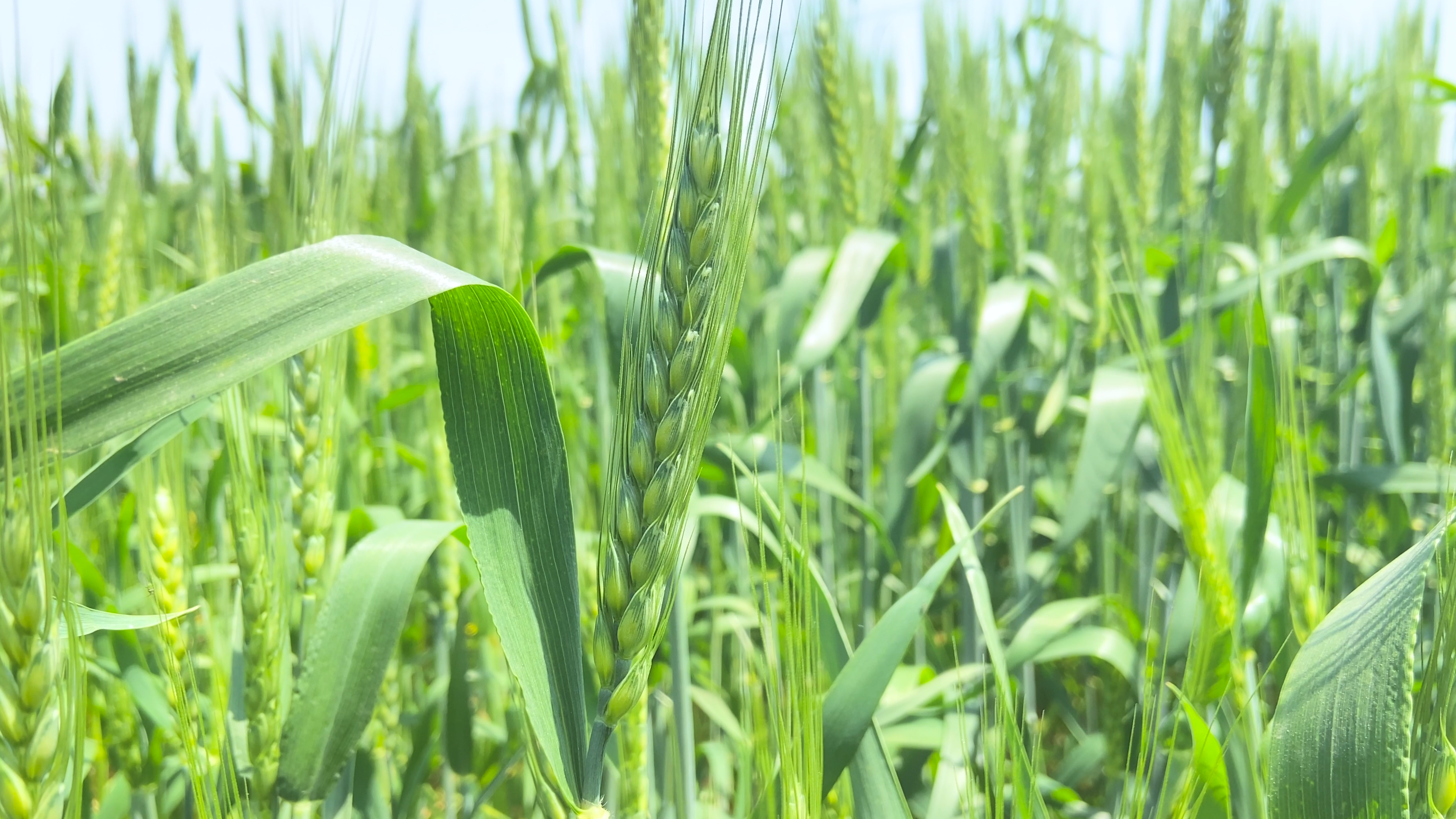 4K实拍麦田里绿色小麦麦穗视频的预览图