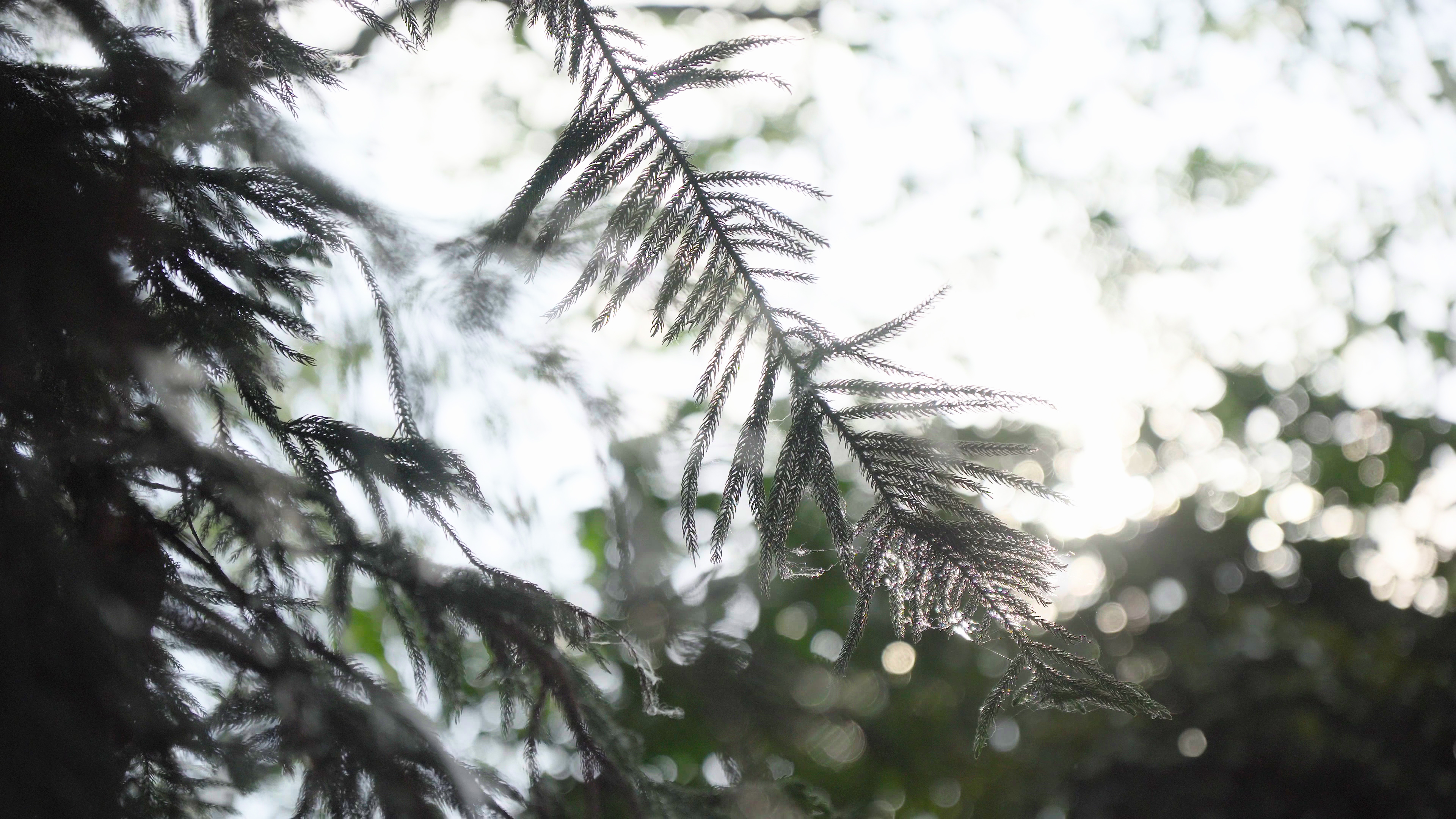 4k夏天夏日唯美逆光树枝意境风景空镜素材视频的预览图