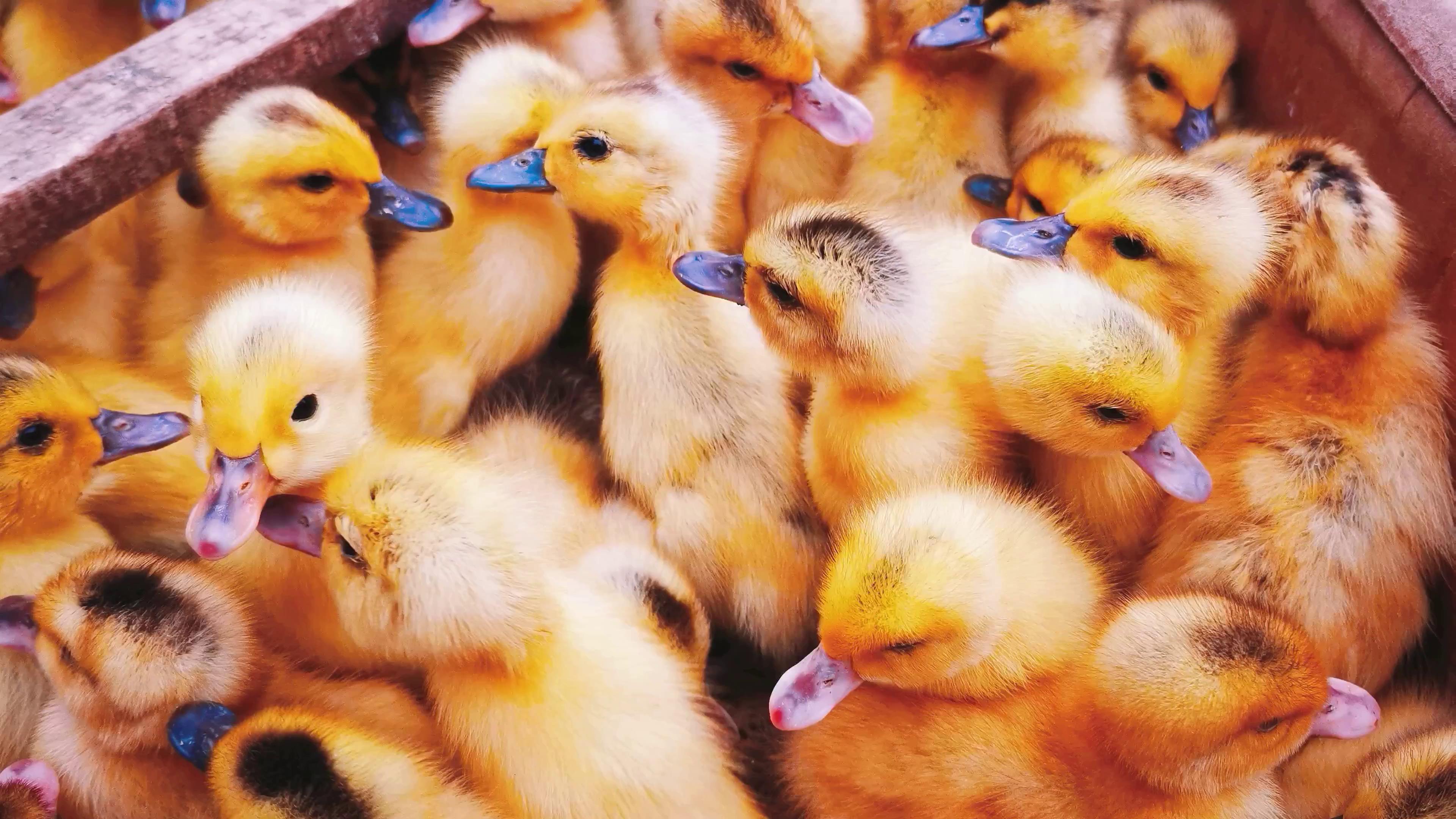 4K实拍幼鸭可爱的小动物鸭苗农业家禽经济发展视频的预览图