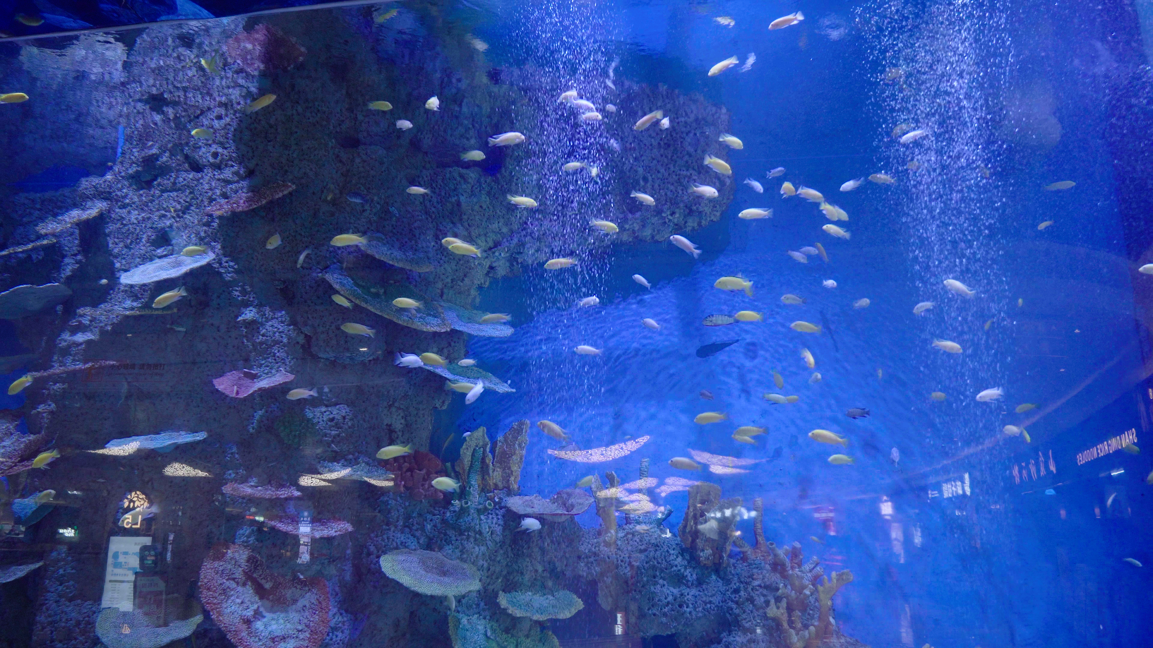 4k游乐场海洋馆海底世界中的鱼群视频的预览图