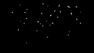 粉色花瓣樱花桃花飘落漂浮视频动态素材带通道mov视频的预览图