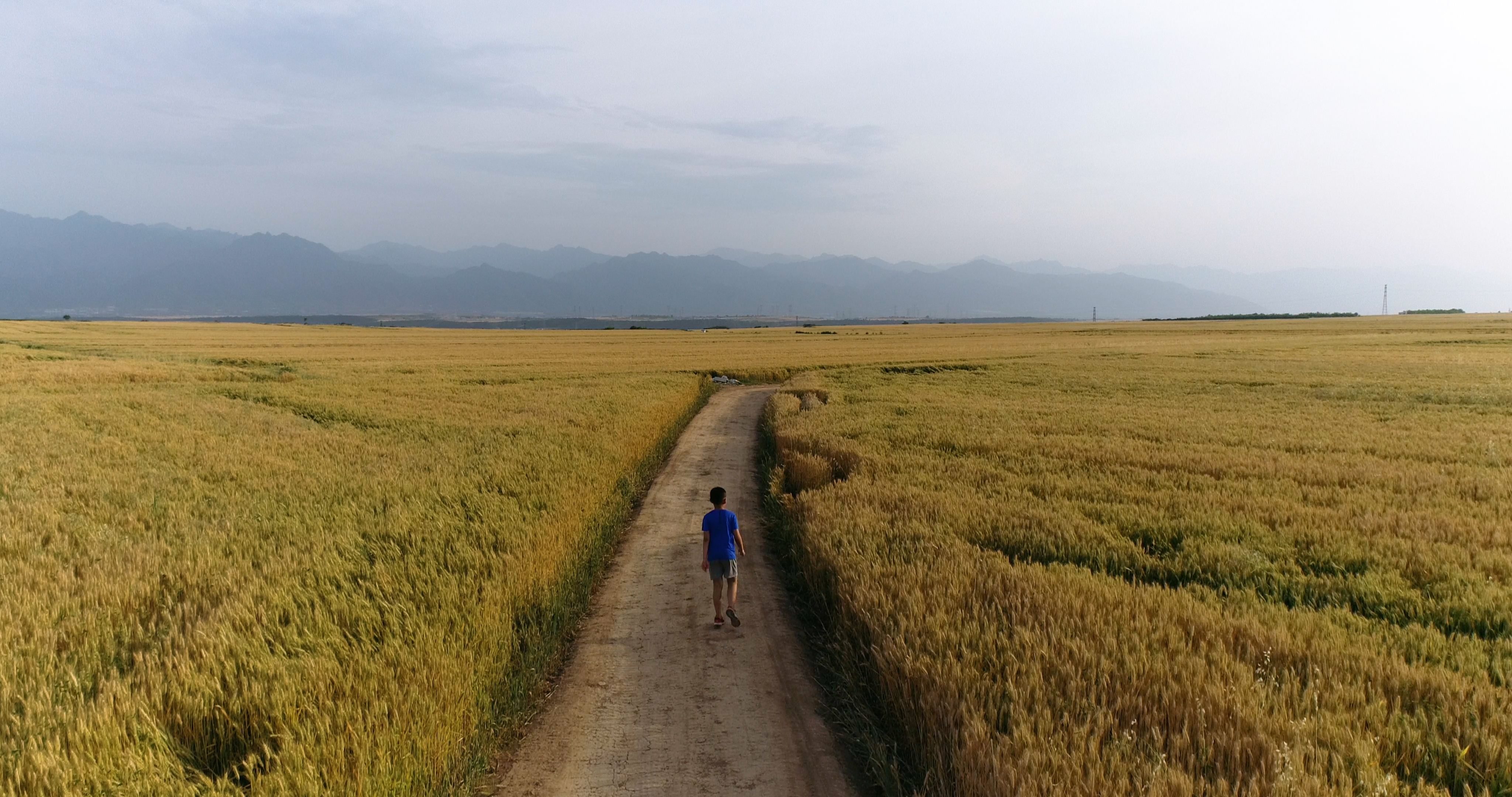 4K行走在麦穗田间的小孩背影航拍视频的预览图