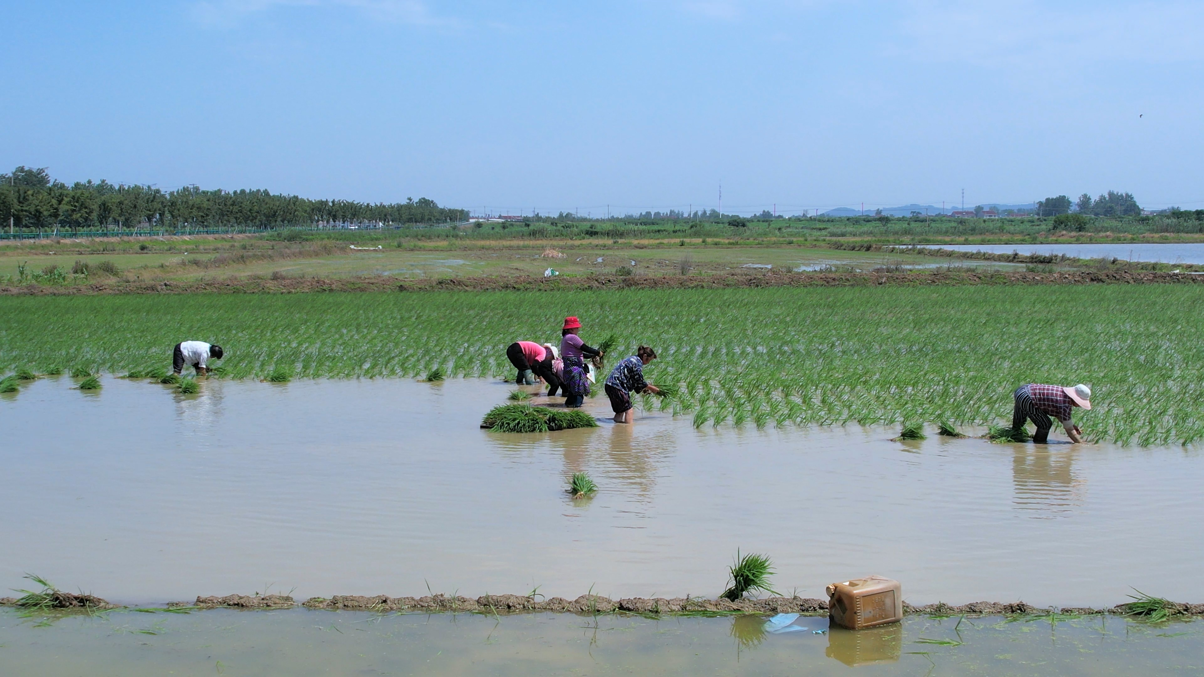 4K航拍农民们在农田里辛苦插秧种水稻播种视频的预览图