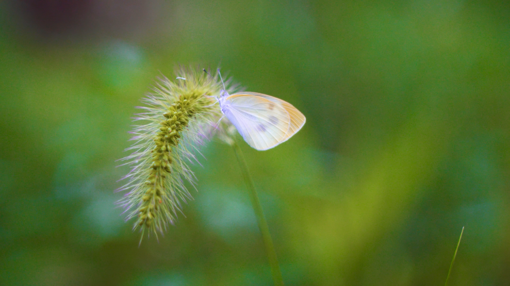 4K实拍蝴蝶停在花草上特写自然风景视频的预览图
