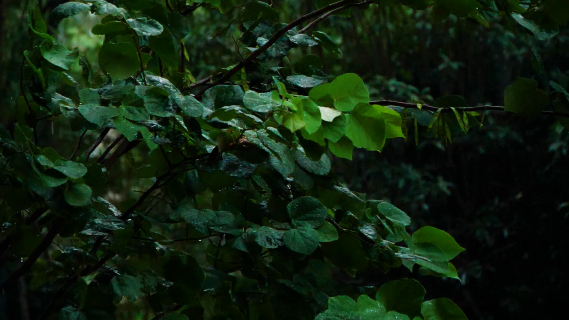1080p升格暴雨中摇曳的树木暴风雨雨中植物绿植自然风景下雨大雨视频的预览图