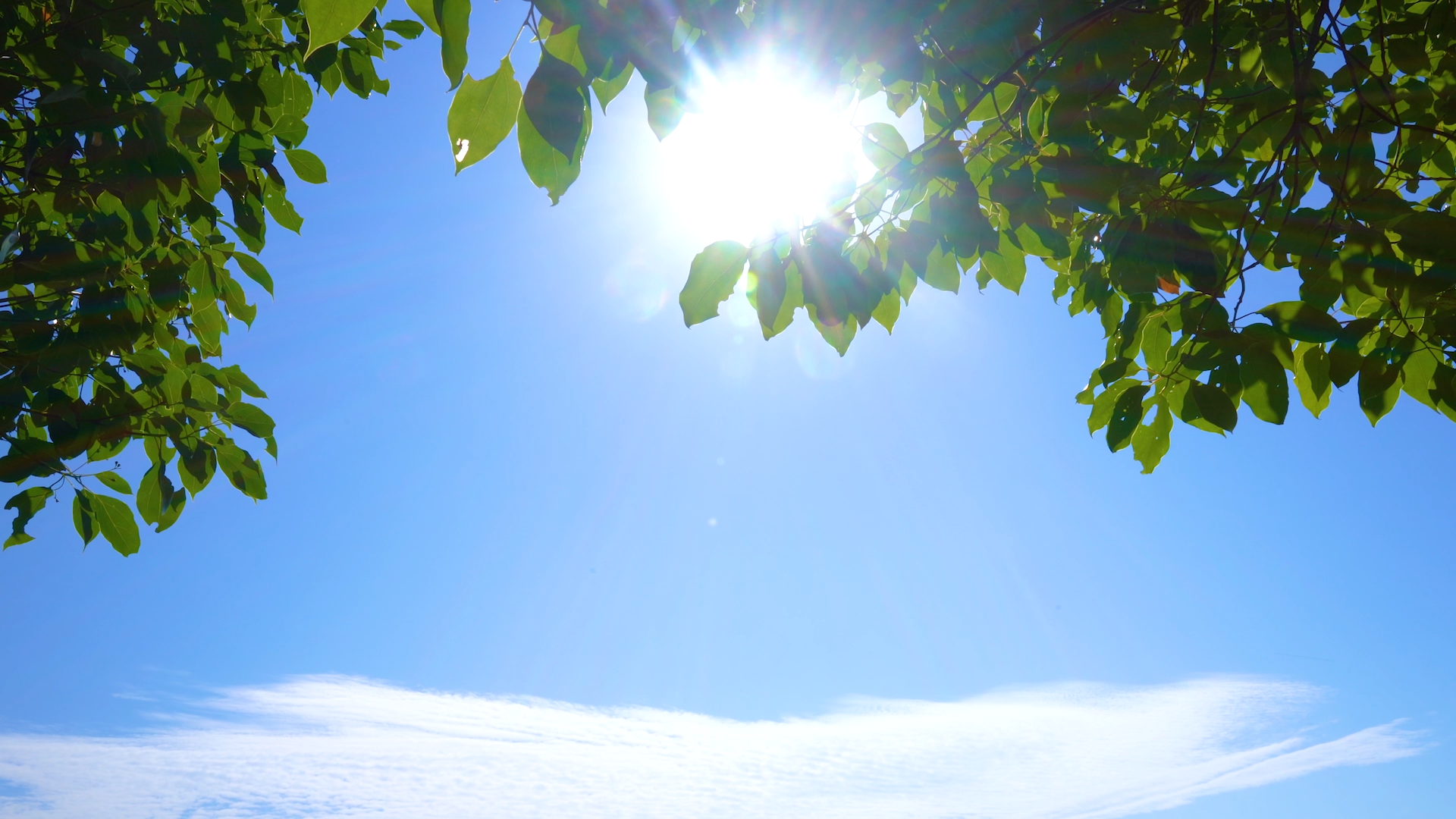 4k实拍夏天阳光透过植物树叶意境空镜视频的预览图