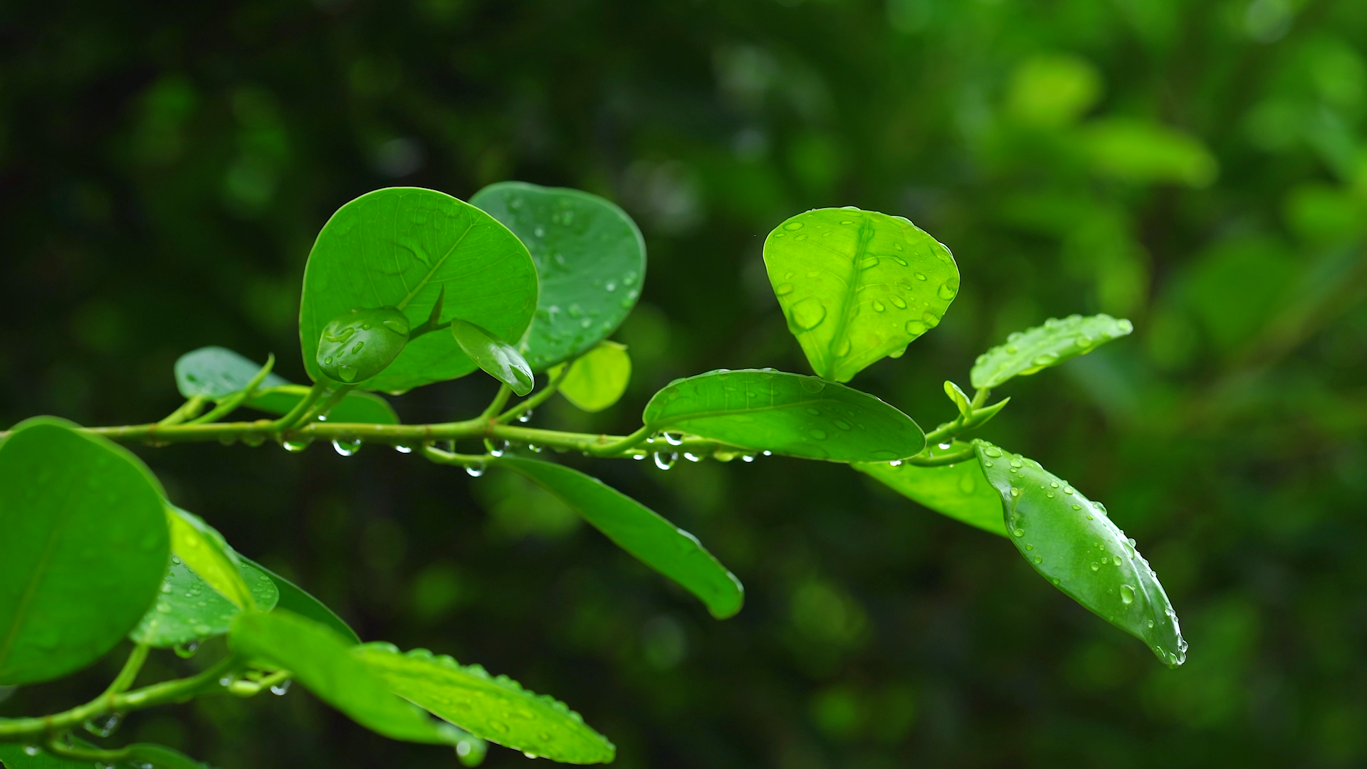 4k实拍夏日夏天雨后绿色叶子植物上的露珠风景空镜视频的预览图